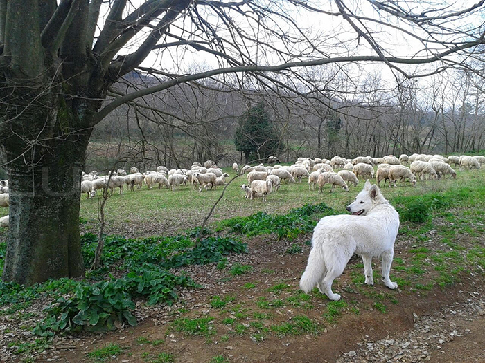 pastore svizzero bianco