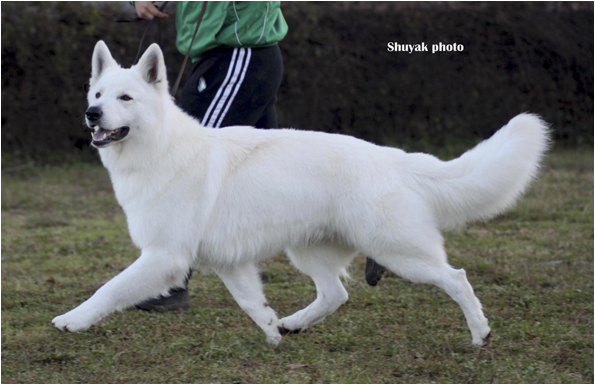 toruk makto