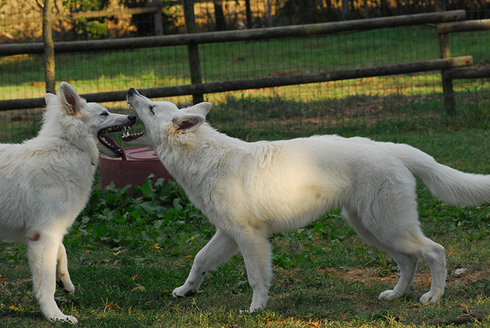 pastore svizzero bianco, lungoresina, cuccioli, allevamenti